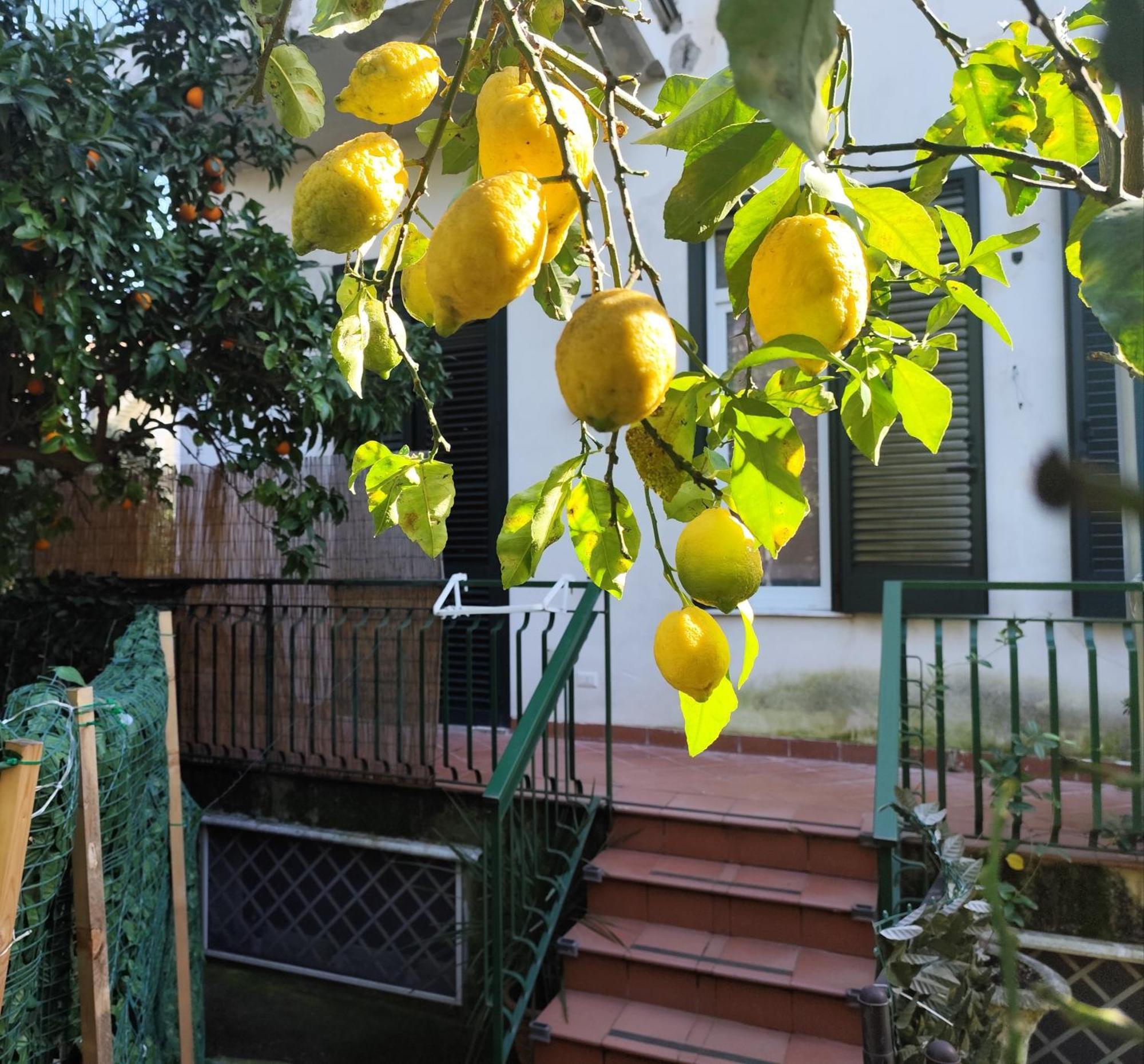 Beatrice Room Bed&Breakfast Sant'Agnello Zewnętrze zdjęcie